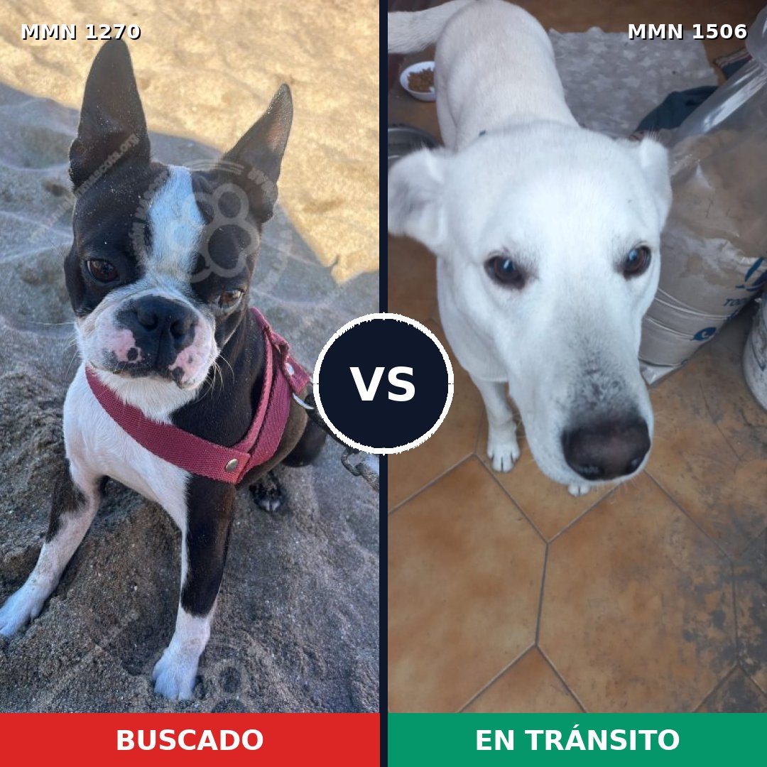Comparativa MMS 27204: mascota perdida y mascota encontrada, 37% de similitud