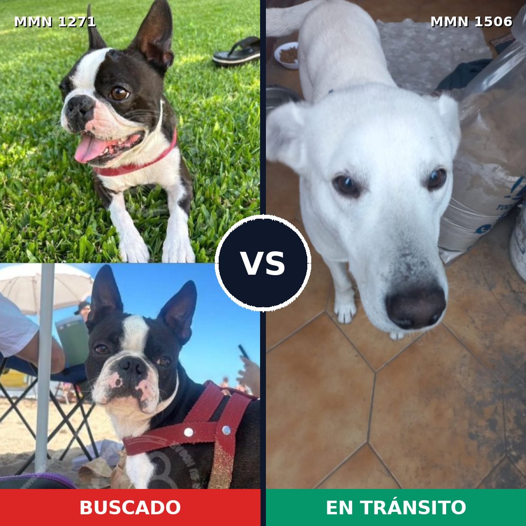 Comparativa MMS 27205: mascota perdida y mascota encontrada, 38% de similitud