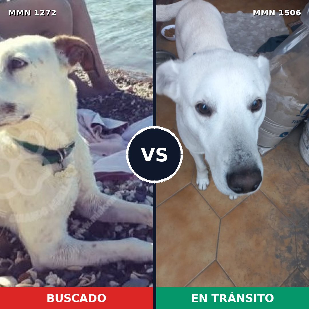 Comparativa MMS 27206: mascota perdida y mascota encontrada, 83% de similitud