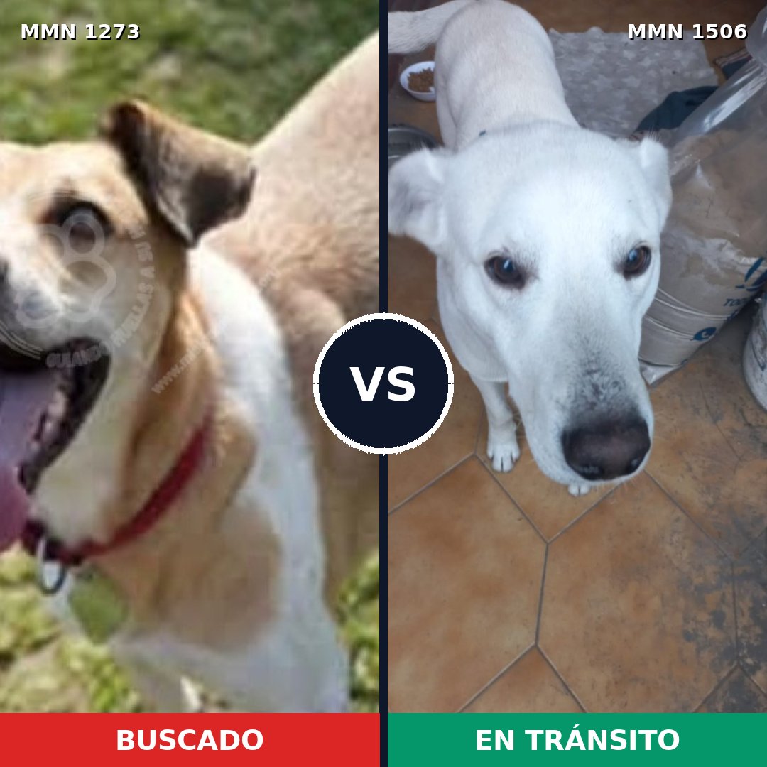 Comparativa MMS 27207: mascota perdida y mascota encontrada, 76% de similitud