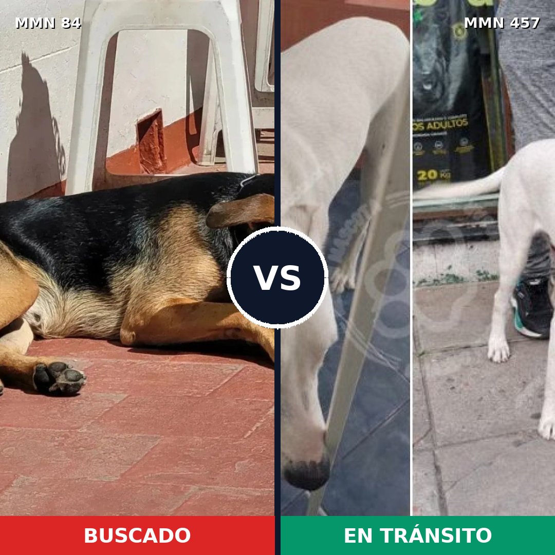 Comparativa MMS 2721: mascota perdida y mascota encontrada, 65% de similitud