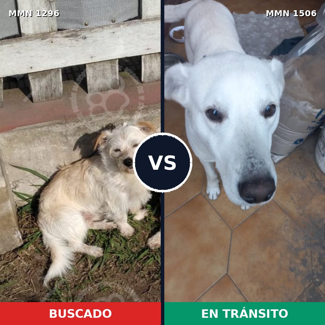 Comparativa MMS 27211: mascota perdida y mascota encontrada, 64% de similitud