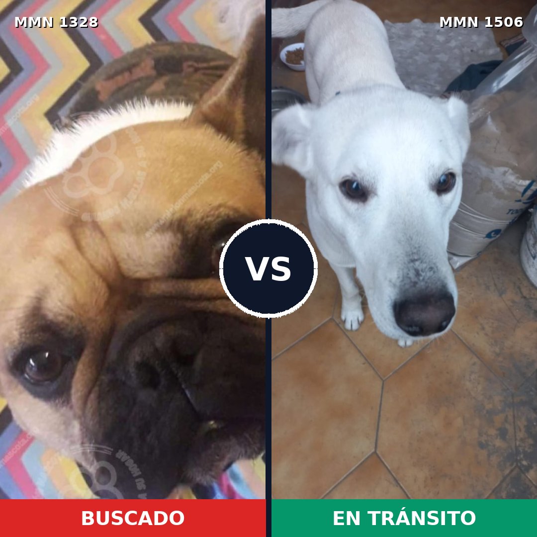 Comparativa MMS 27216: mascota perdida y mascota encontrada, 42% de similitud