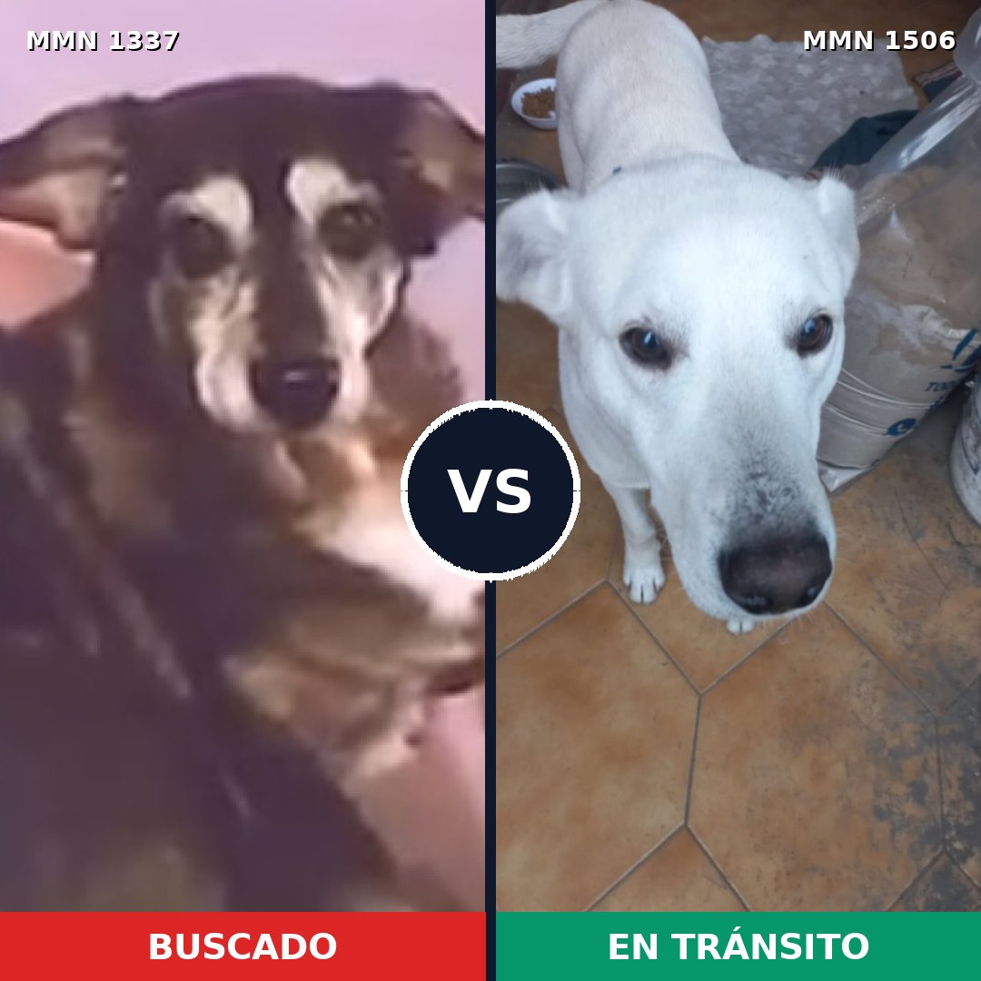 Comparativa MMS 27217: mascota perdida y mascota encontrada, 81% de similitud