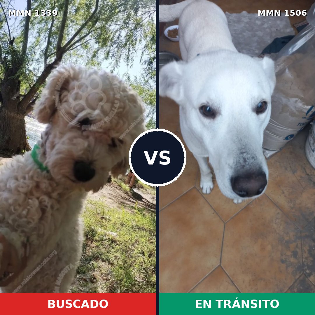 Comparativa MMS 27218: mascota perdida y mascota encontrada, 51% de similitud