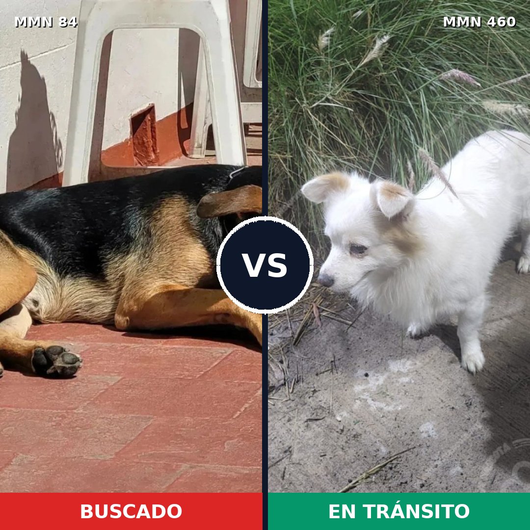 Comparativa MMS 2722: mascota perdida y mascota encontrada, 47% de similitud