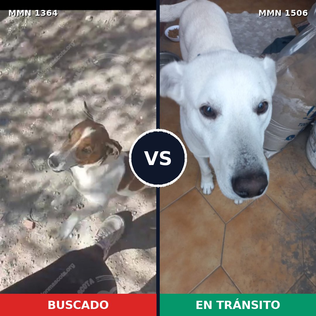 Comparativa MMS 27220: mascota perdida y mascota encontrada, 36% de similitud