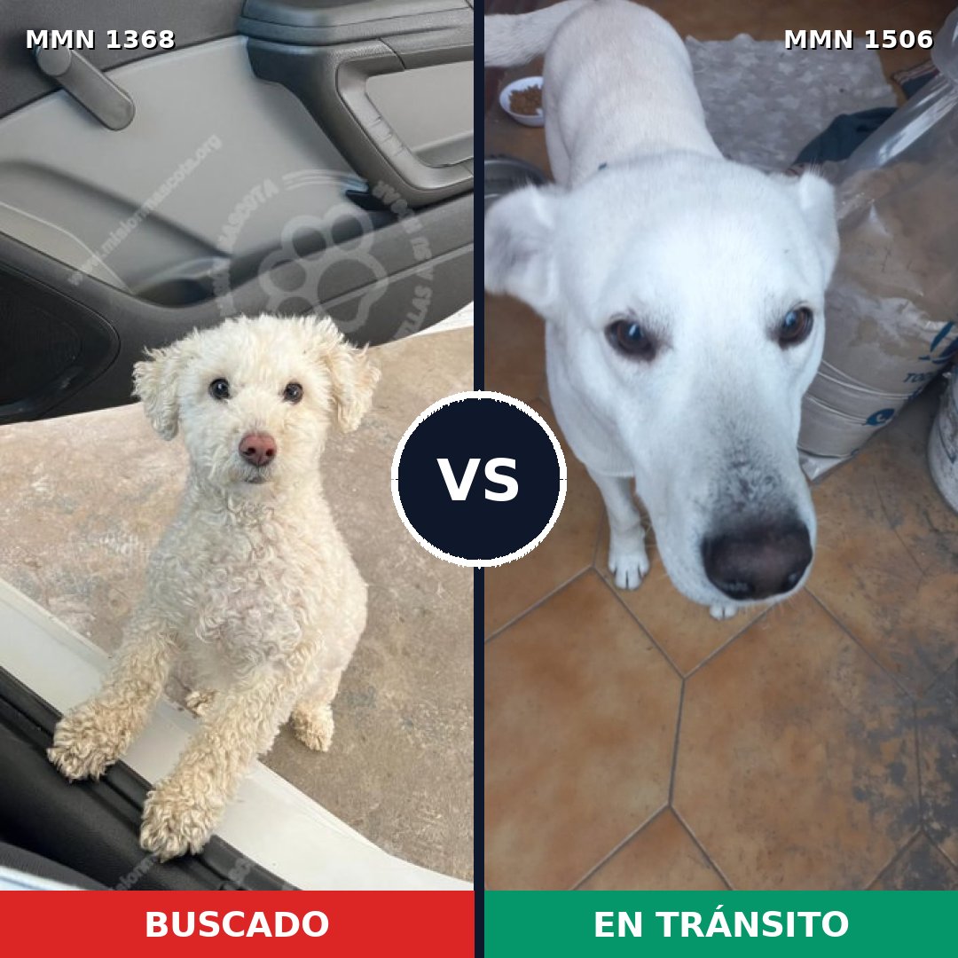 Comparativa MMS 27221: mascota perdida y mascota encontrada, 45% de similitud