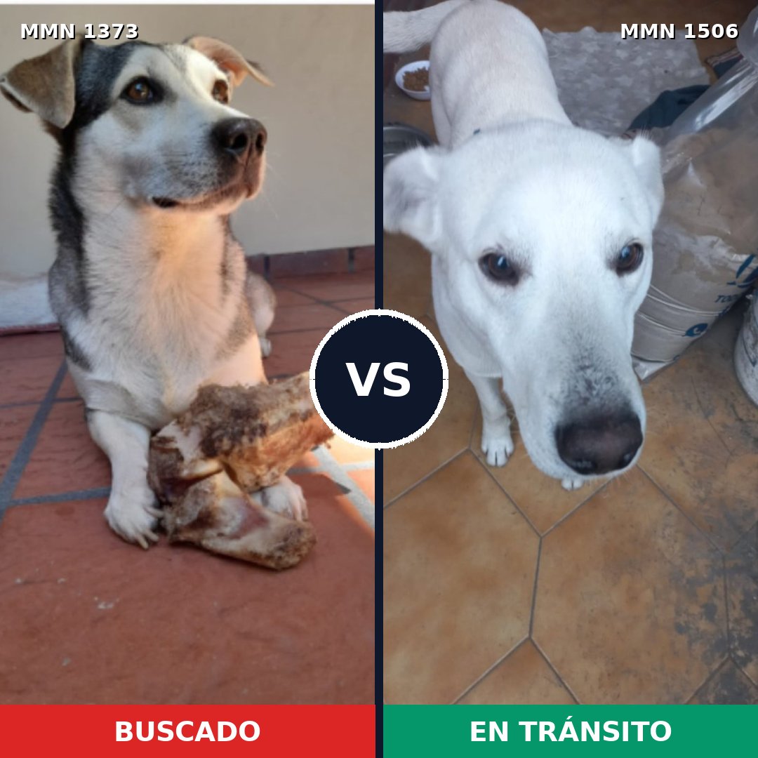 Comparativa MMS 27222: mascota perdida y mascota encontrada, 68% de similitud