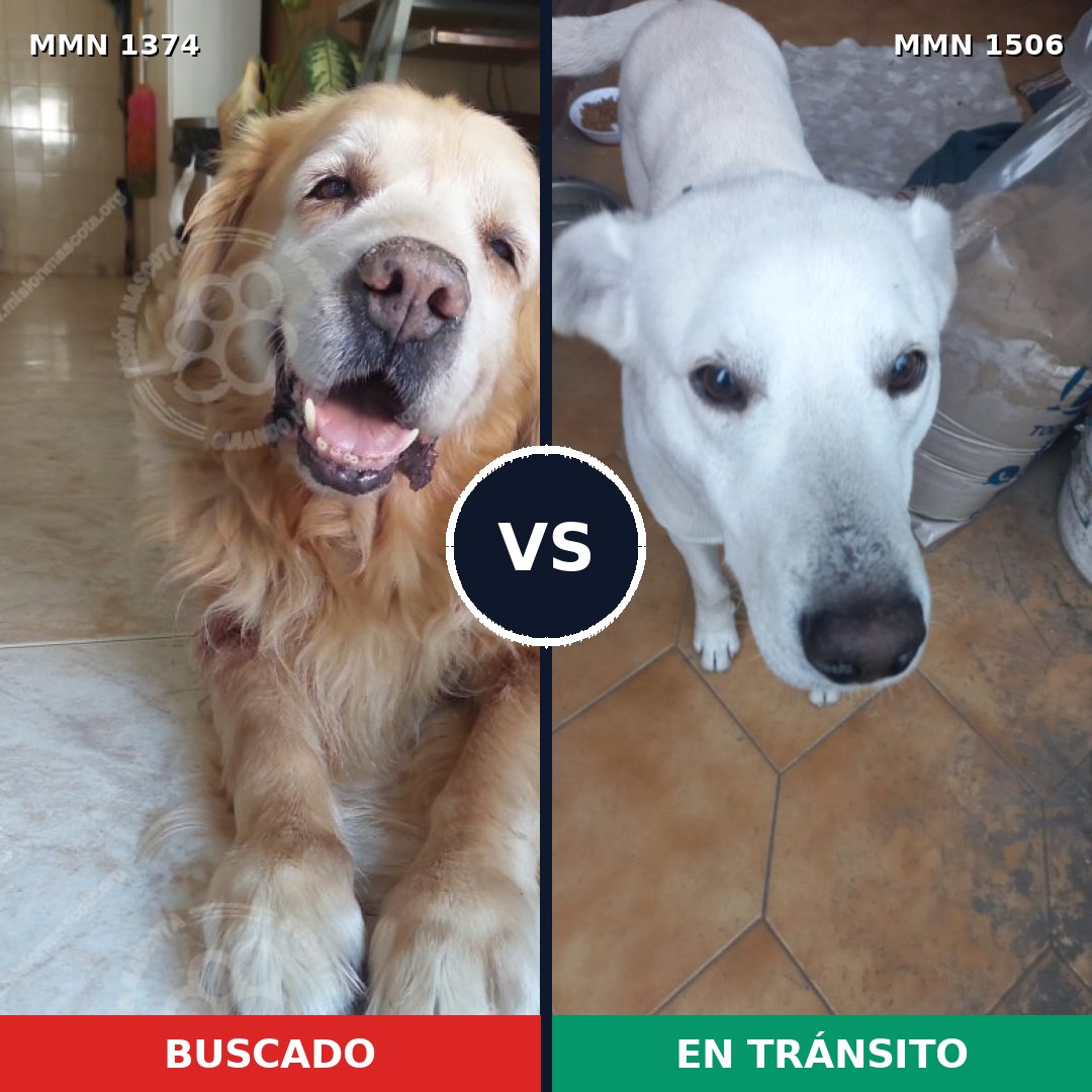 Comparativa MMS 27223: mascota perdida y mascota encontrada, 37% de similitud