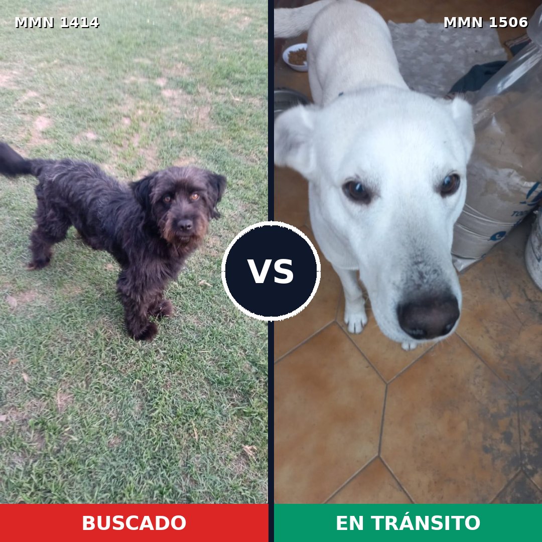 Comparativa MMS 27229: mascota perdida y mascota encontrada, 39% de similitud