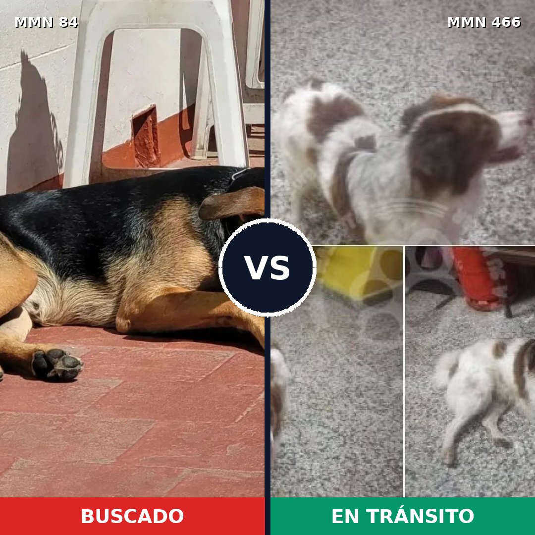 Comparativa MMS 2723: mascota perdida y mascota encontrada, 59% de similitud