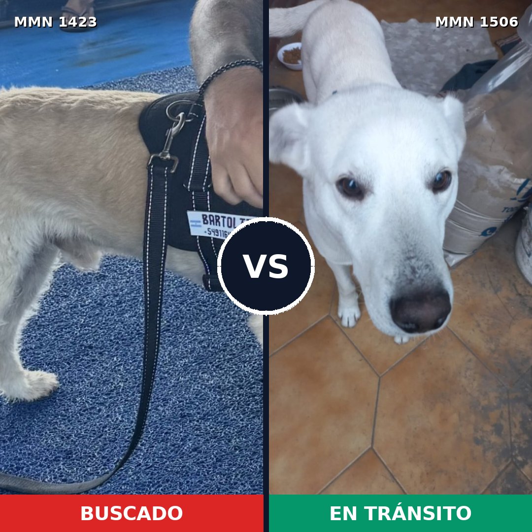 Comparativa MMS 27230: mascota perdida y mascota encontrada, 75% de similitud