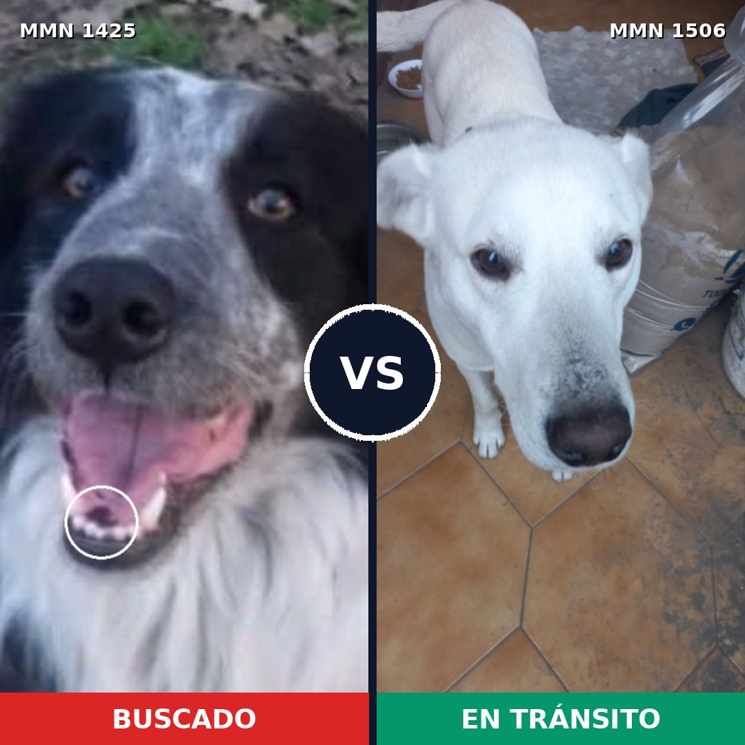Comparativa MMS 27231: mascota perdida y mascota encontrada, 49% de similitud