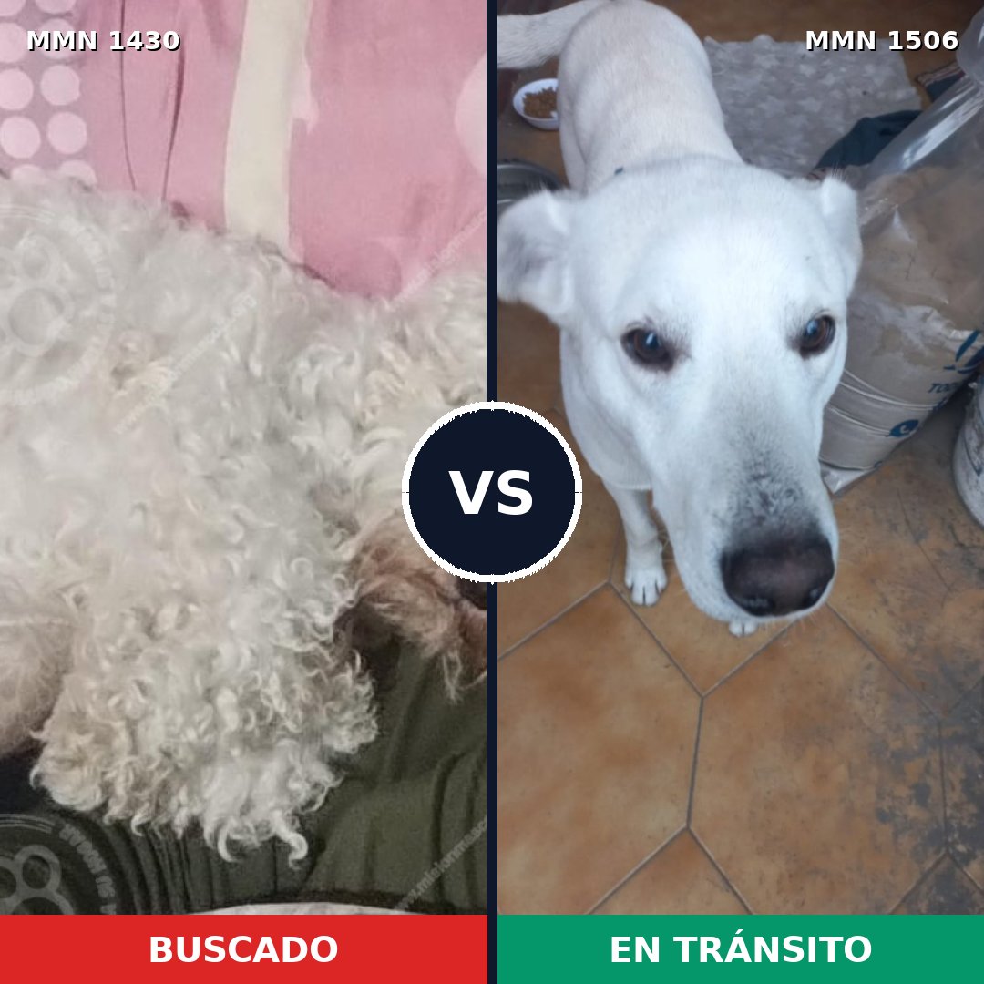 Comparativa MMS 27232: mascota perdida y mascota encontrada, 40% de similitud