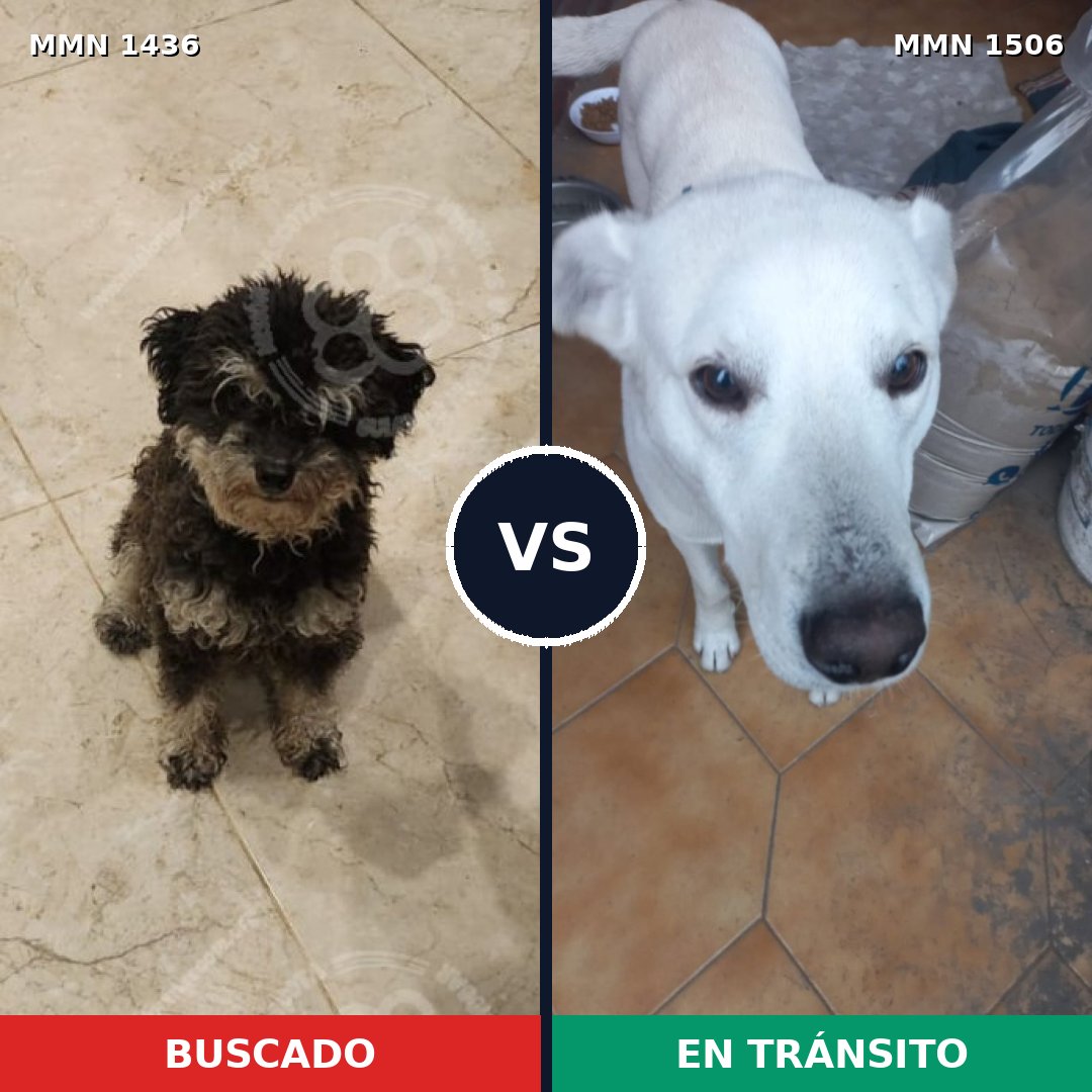 Comparativa MMS 27233: mascota perdida y mascota encontrada, 52% de similitud