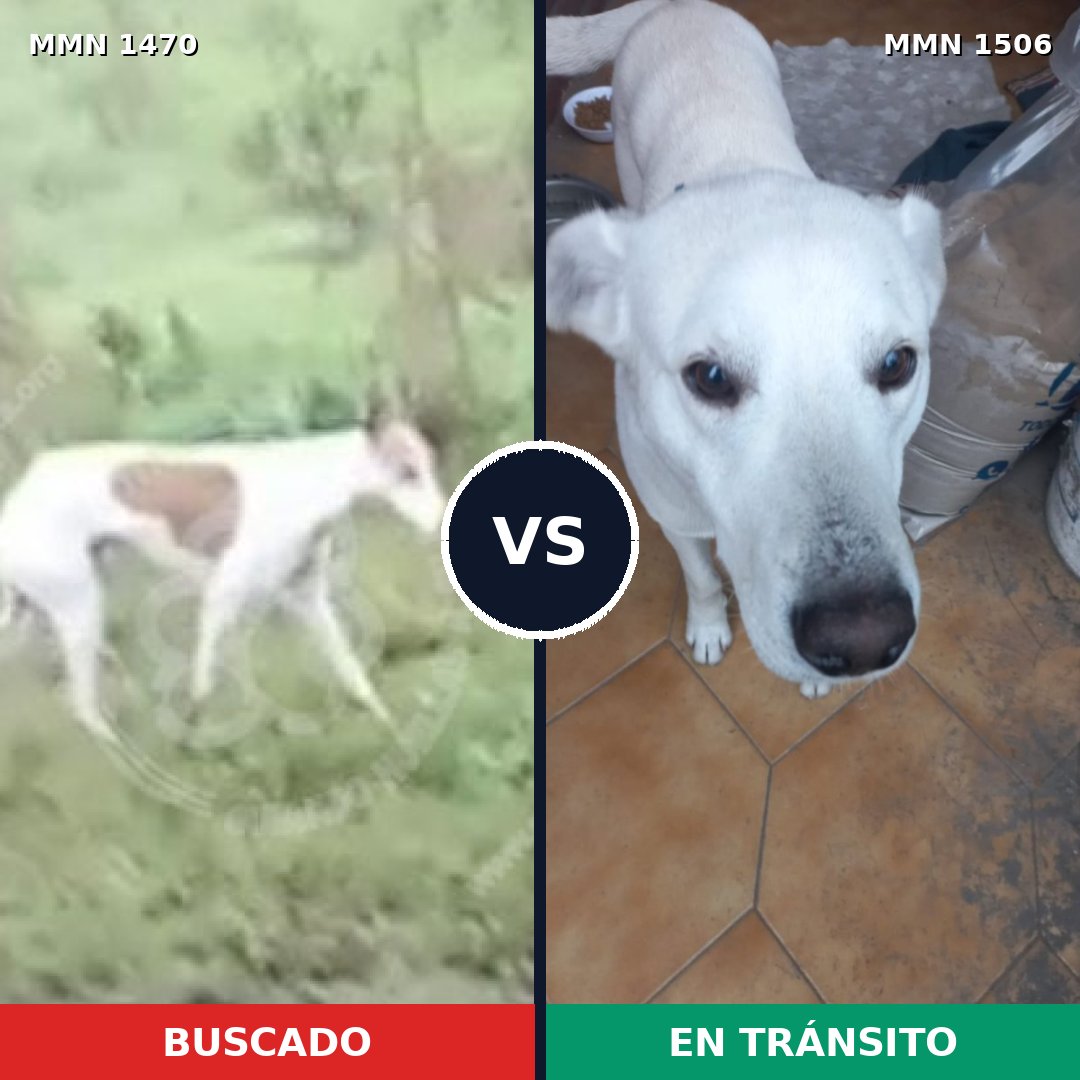 Comparativa MMS 27237: mascota perdida y mascota encontrada, 45% de similitud