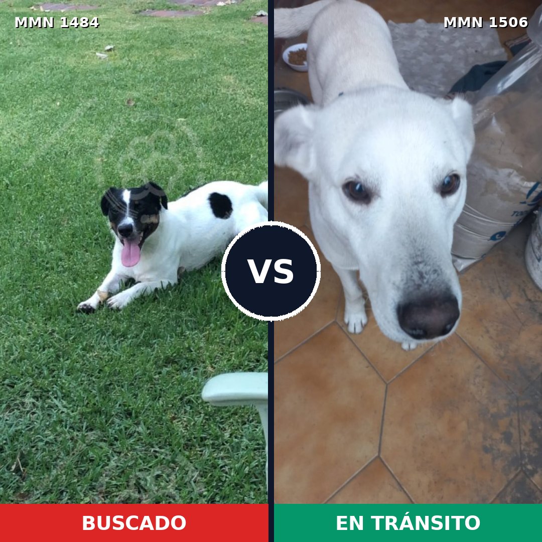 Comparativa MMS 27239: mascota perdida y mascota encontrada, 41% de similitud