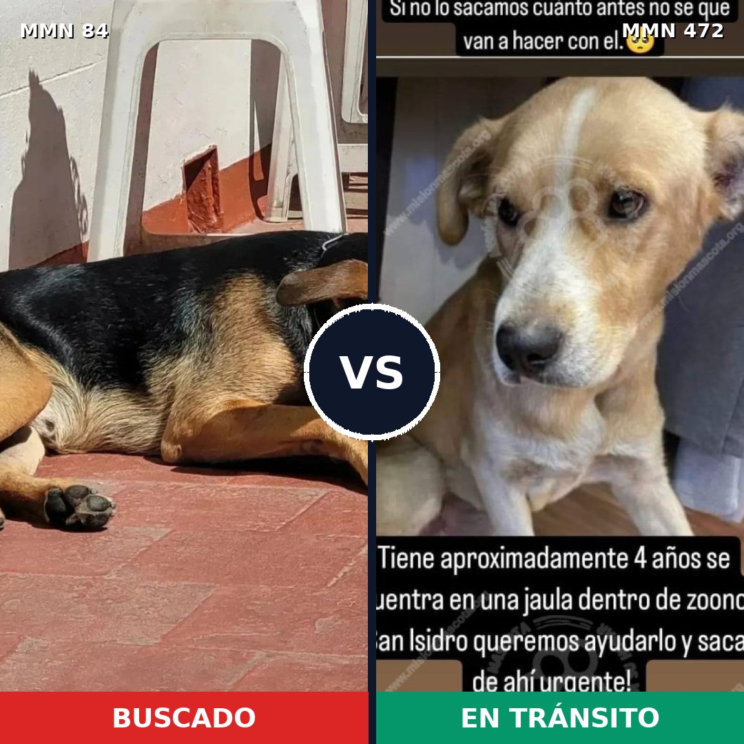 Comparativa MMS 2724: mascota perdida y mascota encontrada, 61% de similitud