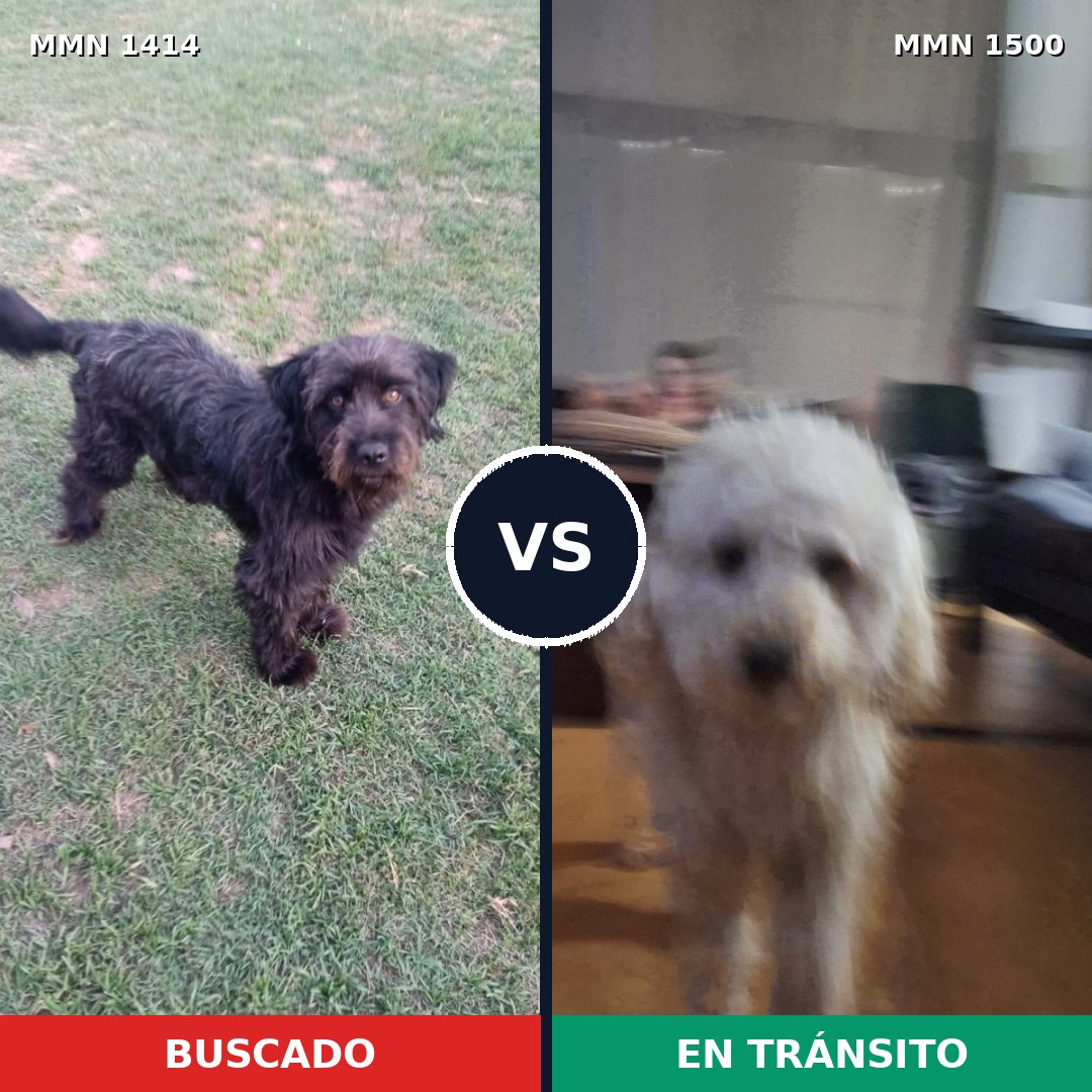 Comparativa MMS 27242: mascota perdida y mascota encontrada, 62% de similitud
