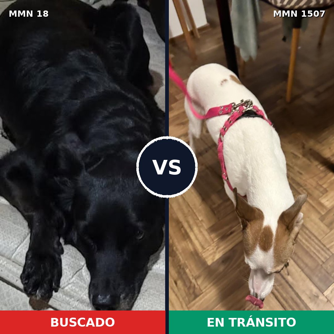 Comparativa MMS 27243: mascota perdida y mascota encontrada, 59% de similitud
