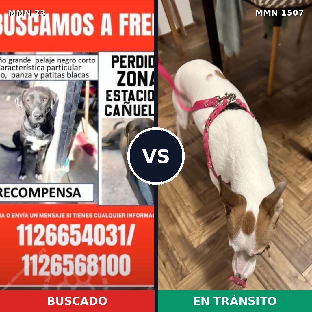 Comparativa MMS 27245: mascota perdida y mascota encontrada, 59% de similitud