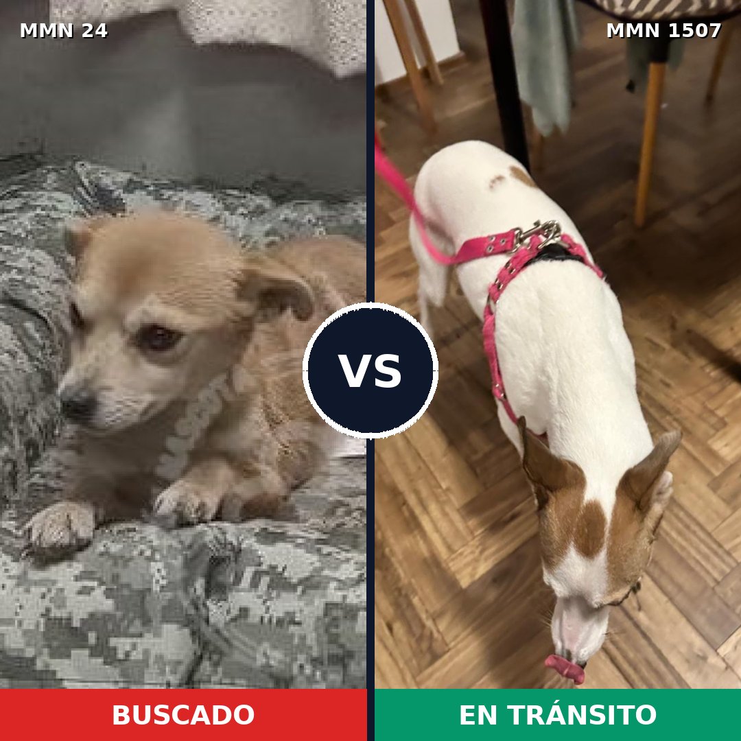 Comparativa MMS 27246: mascota perdida y mascota encontrada, 56% de similitud