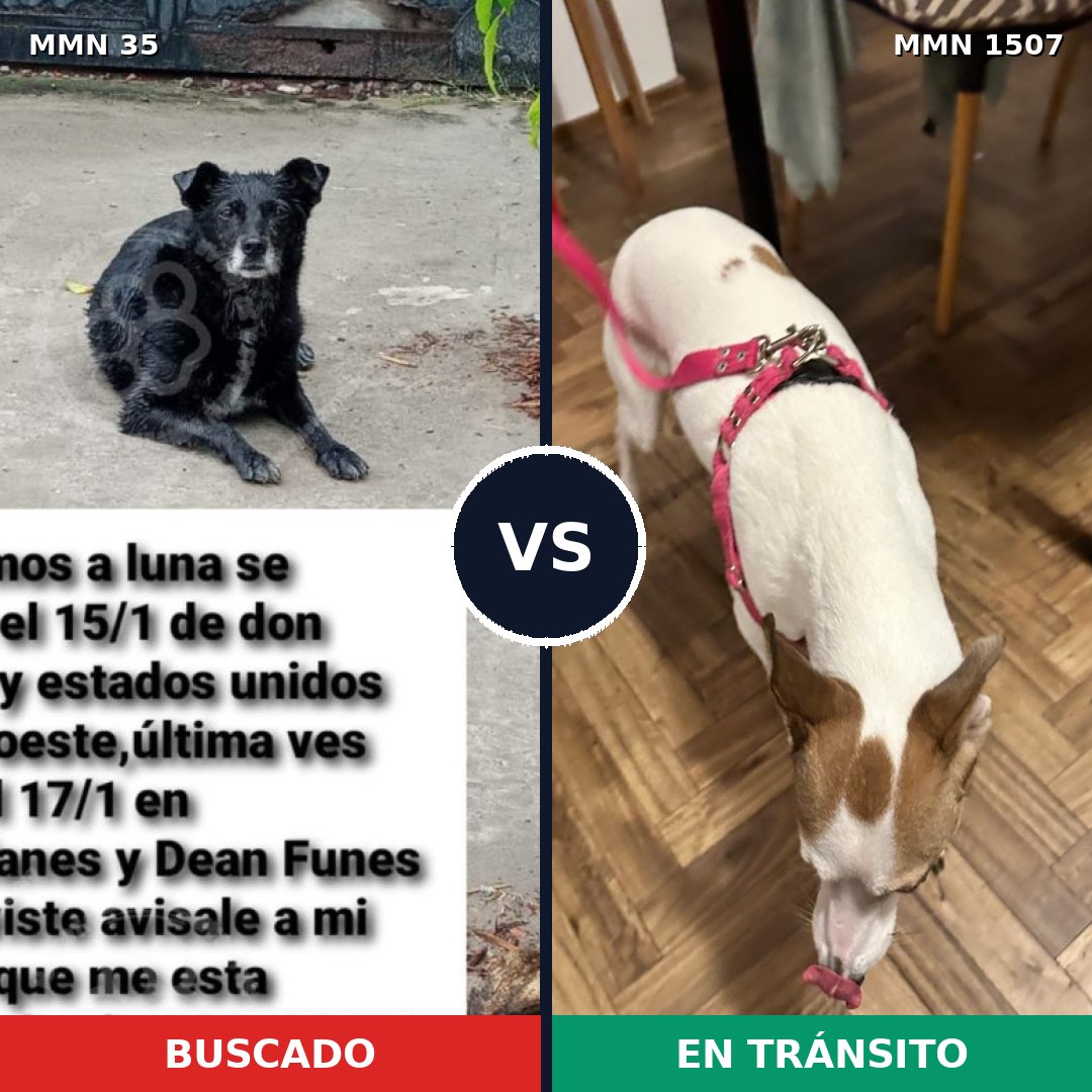 Comparativa MMS 27248: mascota perdida y mascota encontrada, 57% de similitud