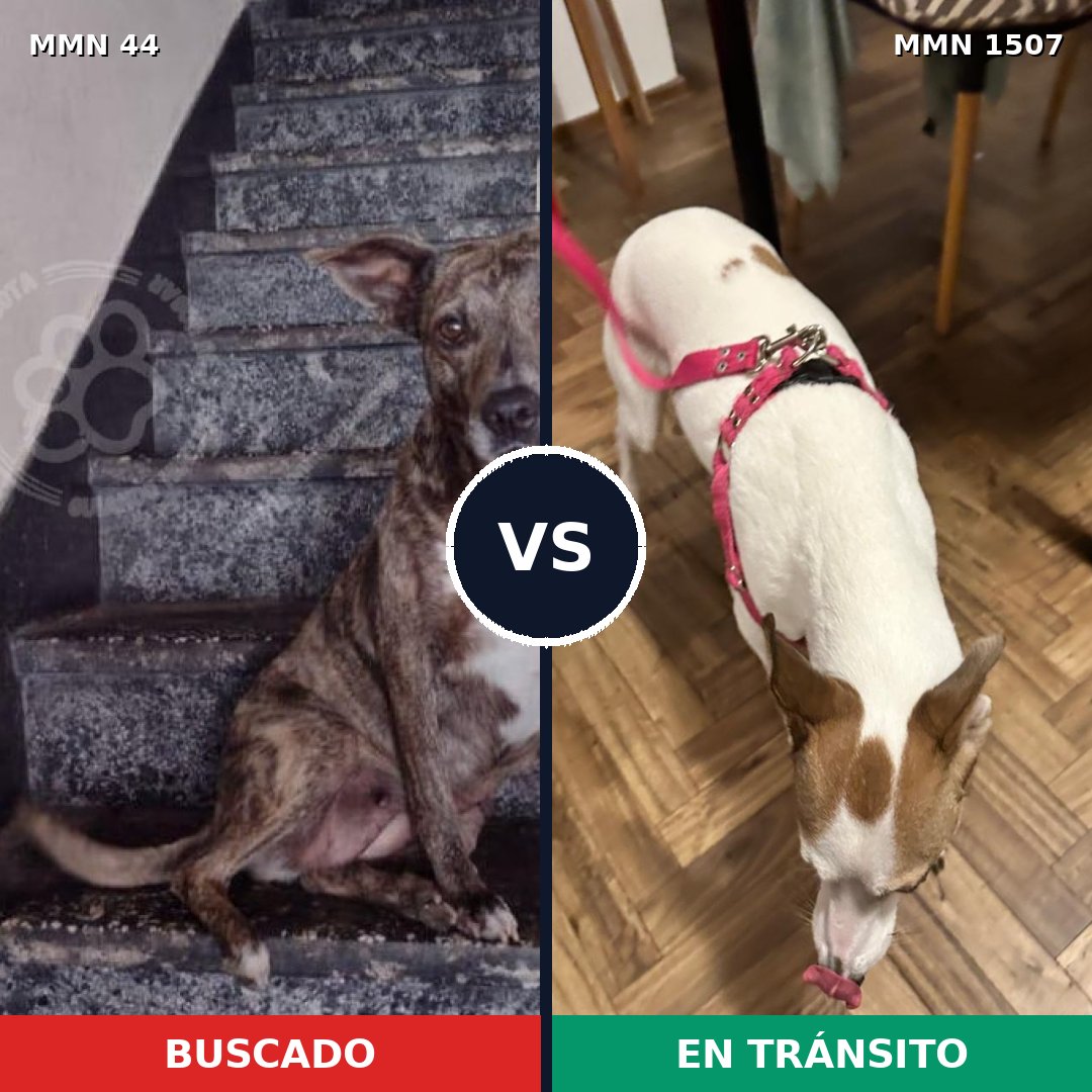 Comparativa MMS 27249: mascota perdida y mascota encontrada, 57% de similitud