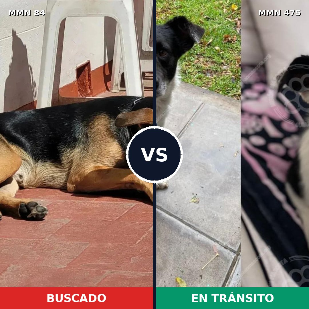 Comparativa MMS 2725: mascota perdida y mascota encontrada, 71% de similitud