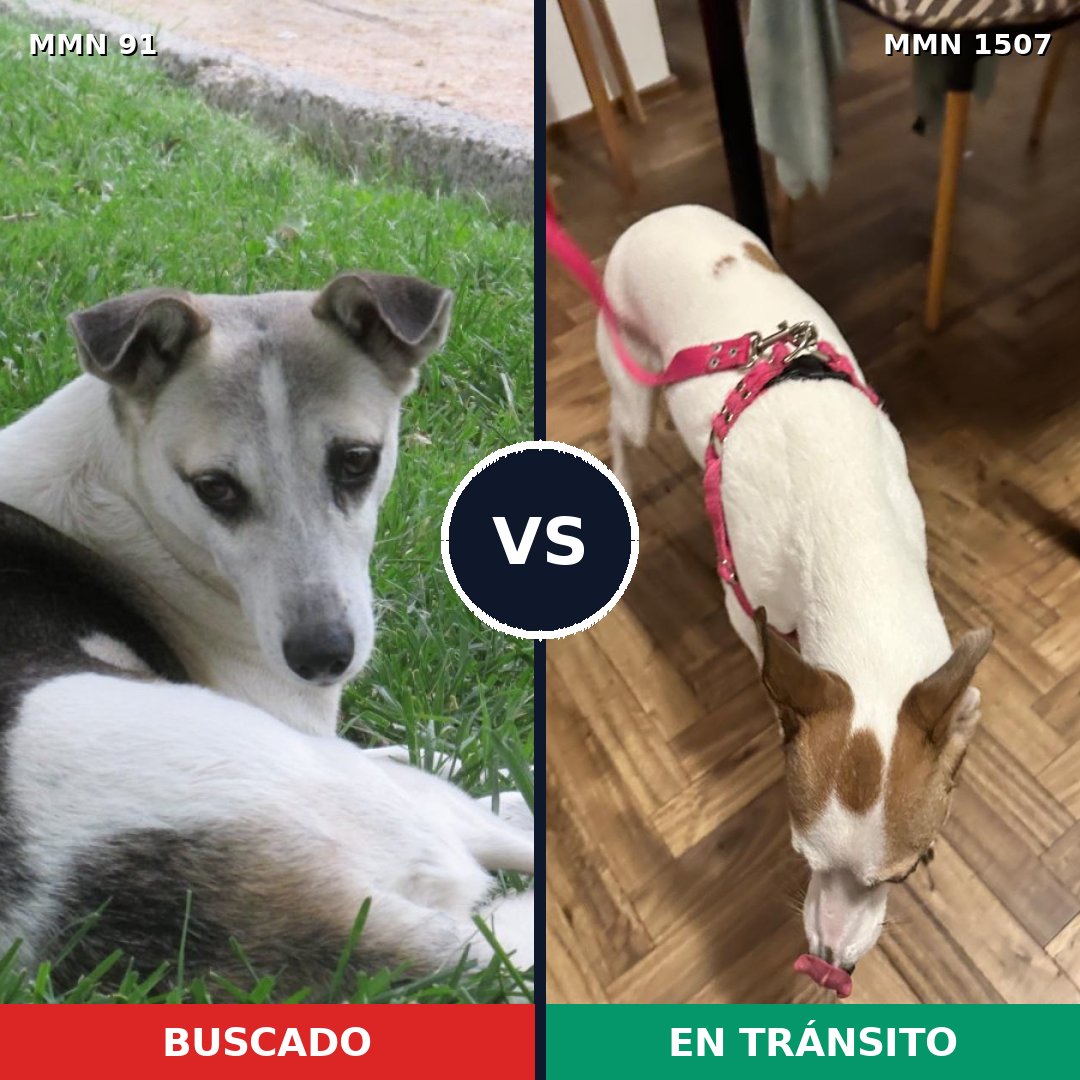 Comparativa MMS 27253: mascota perdida y mascota encontrada, 75% de similitud