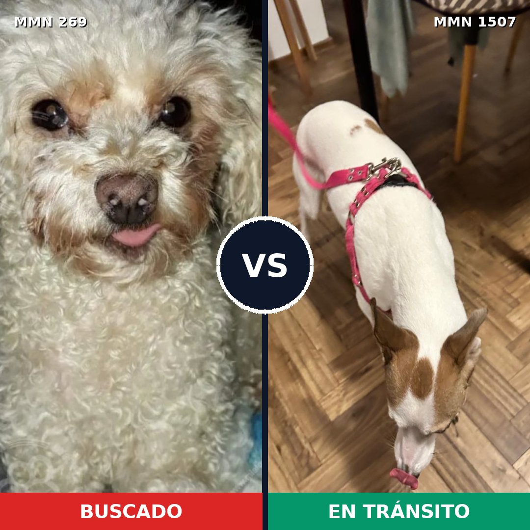 Comparativa MMS 27255: mascota perdida y mascota encontrada, 33% de similitud