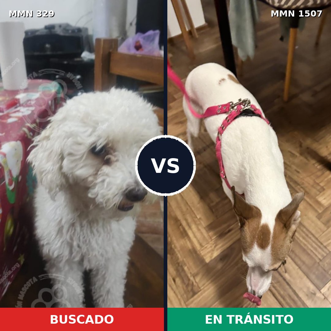 Comparativa MMS 27256: mascota perdida y mascota encontrada, 44% de similitud