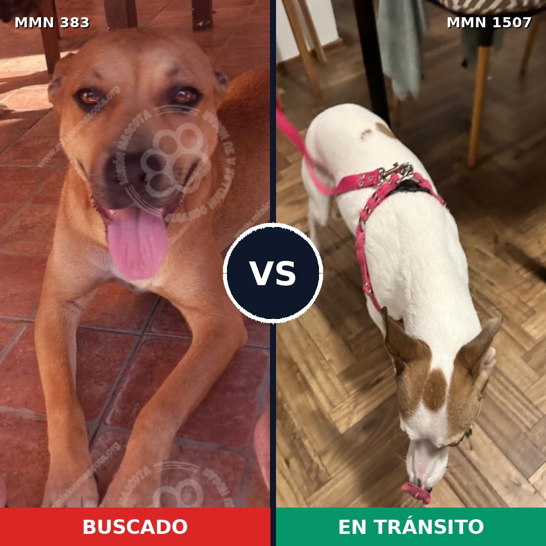 Comparativa MMS 27257: mascota perdida y mascota encontrada, 50% de similitud