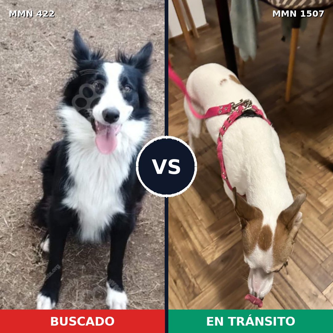 Comparativa MMS 27259: mascota perdida y mascota encontrada, 44% de similitud