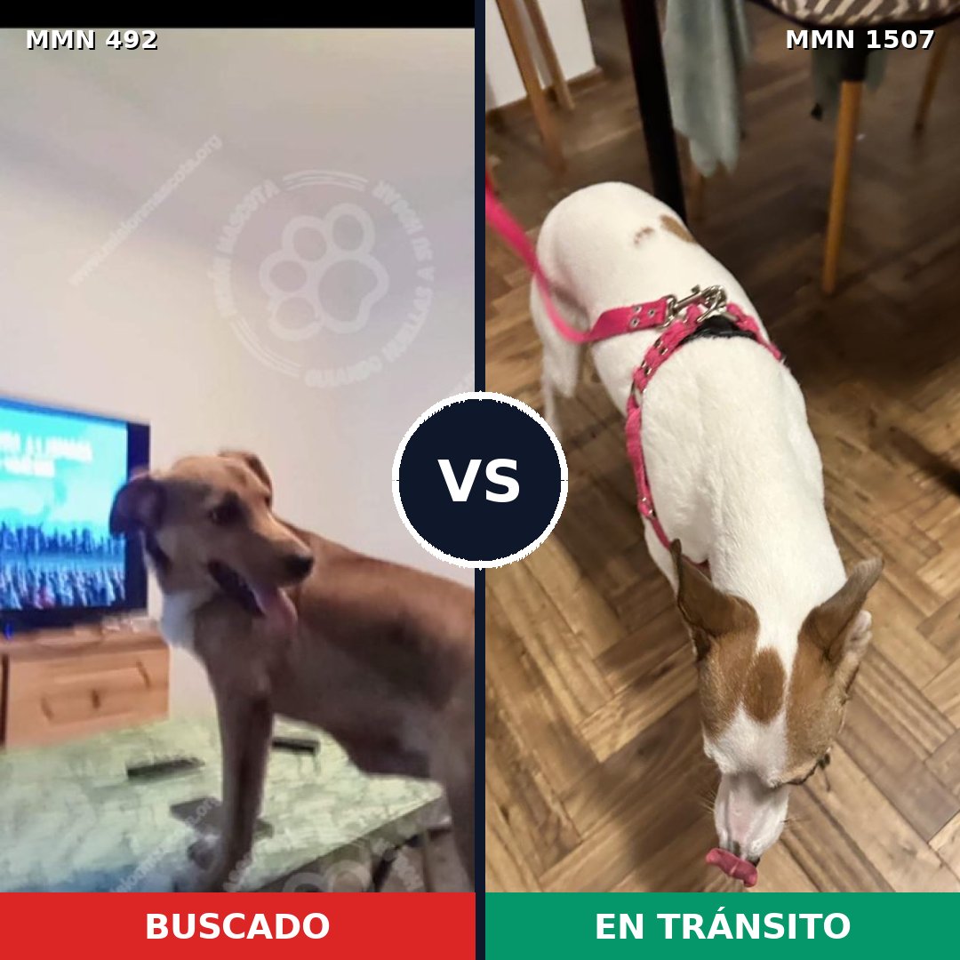 Comparativa MMS 27260: mascota perdida y mascota encontrada, 64% de similitud