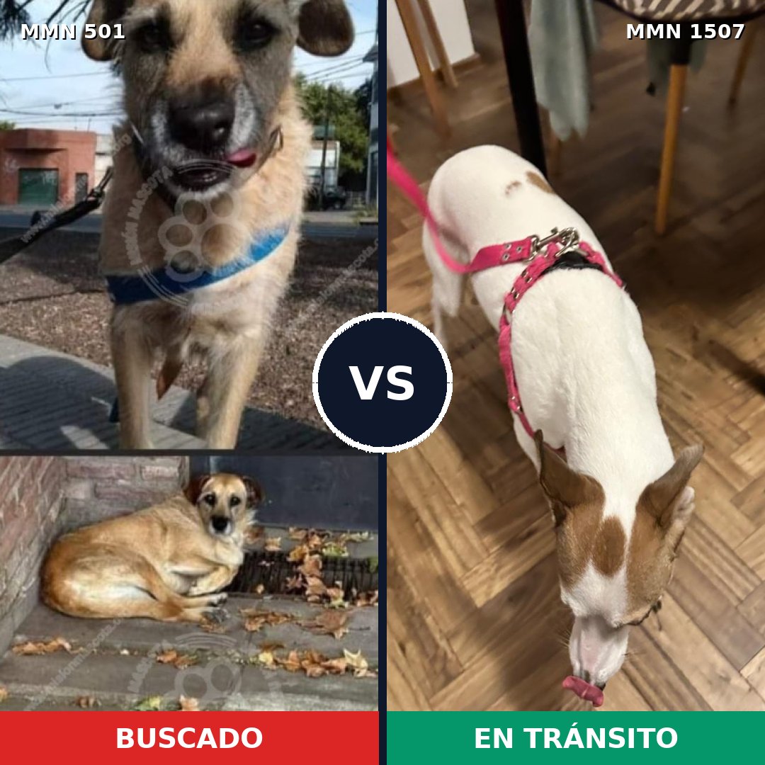 Comparativa MMS 27261: mascota perdida y mascota encontrada, 70% de similitud