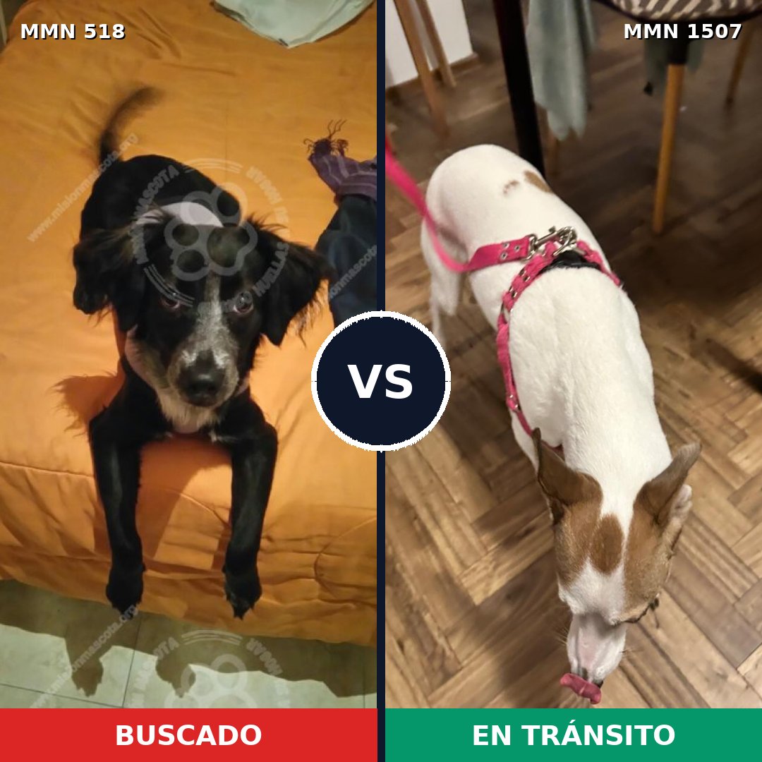 Comparativa MMS 27262: mascota perdida y mascota encontrada, 60% de similitud