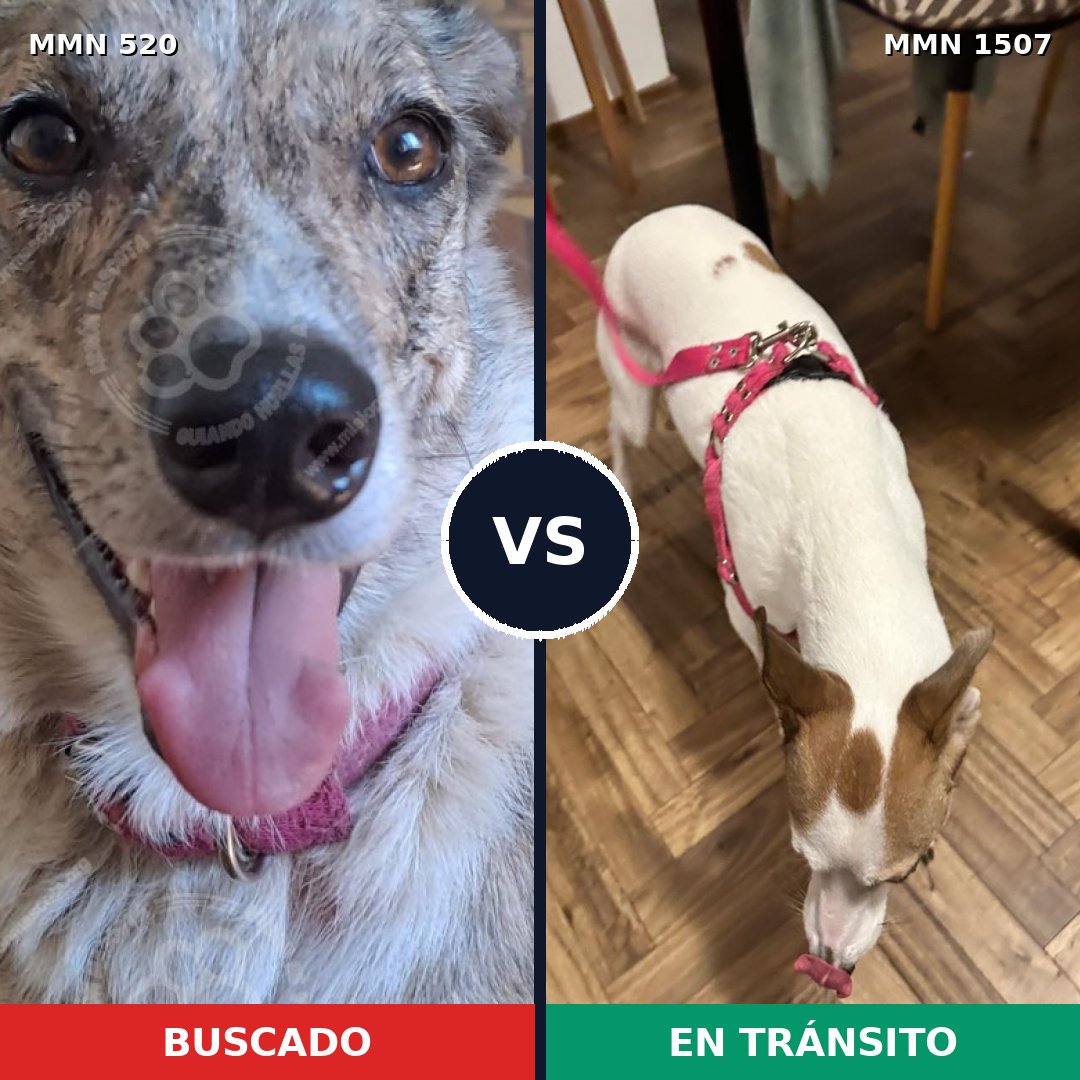 Comparativa MMS 27263: mascota perdida y mascota encontrada, 55% de similitud