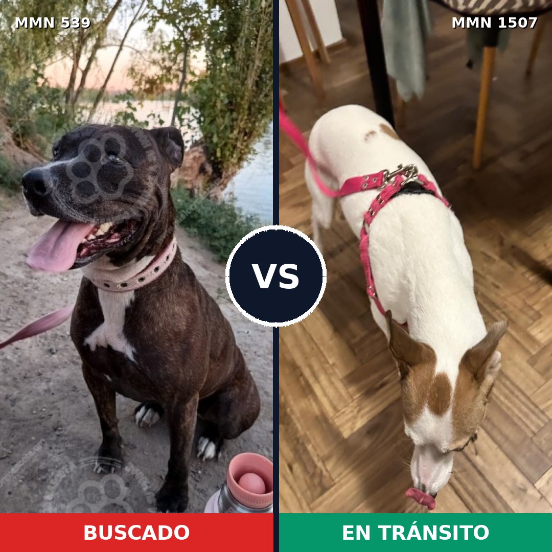 Comparativa MMS 27264: mascota perdida y mascota encontrada, 41% de similitud
