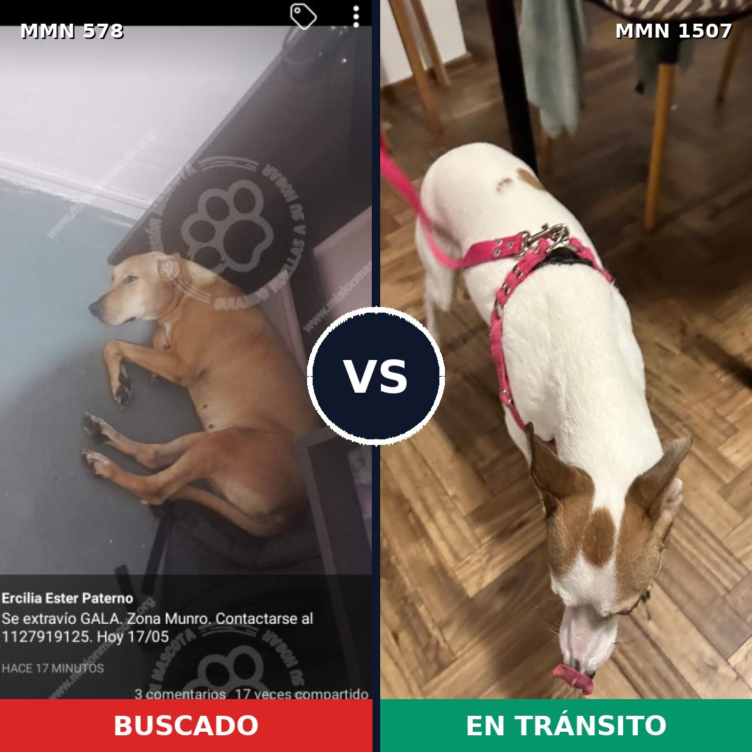 Comparativa MMS 27266: mascota perdida y mascota encontrada, 64% de similitud