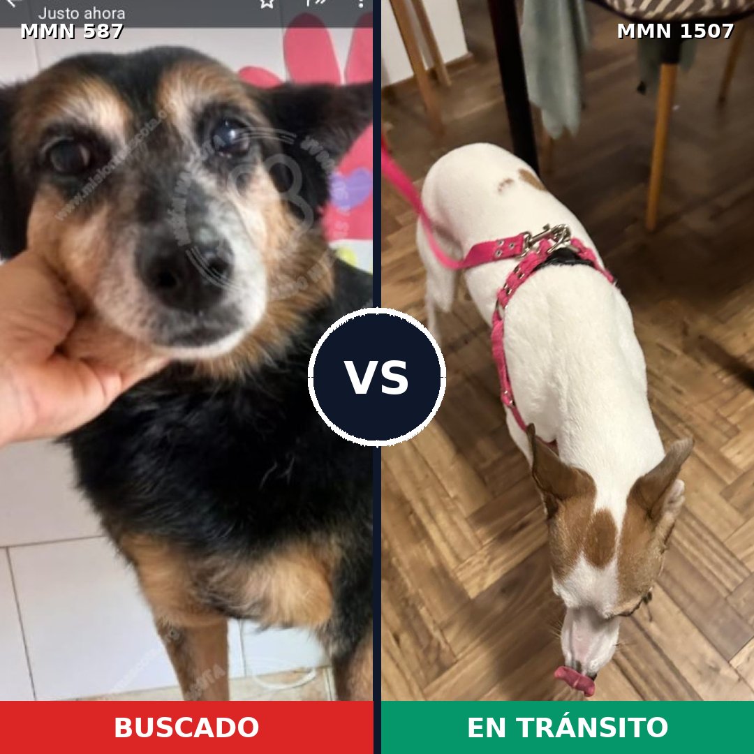 Comparativa MMS 27267: mascota perdida y mascota encontrada, 76% de similitud