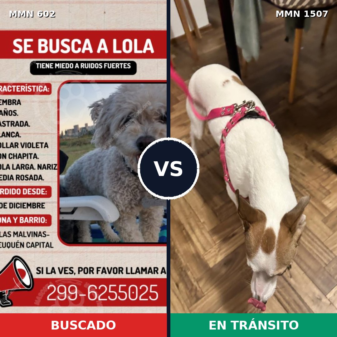 Comparativa MMS 27269: mascota perdida y mascota encontrada, 24% de similitud