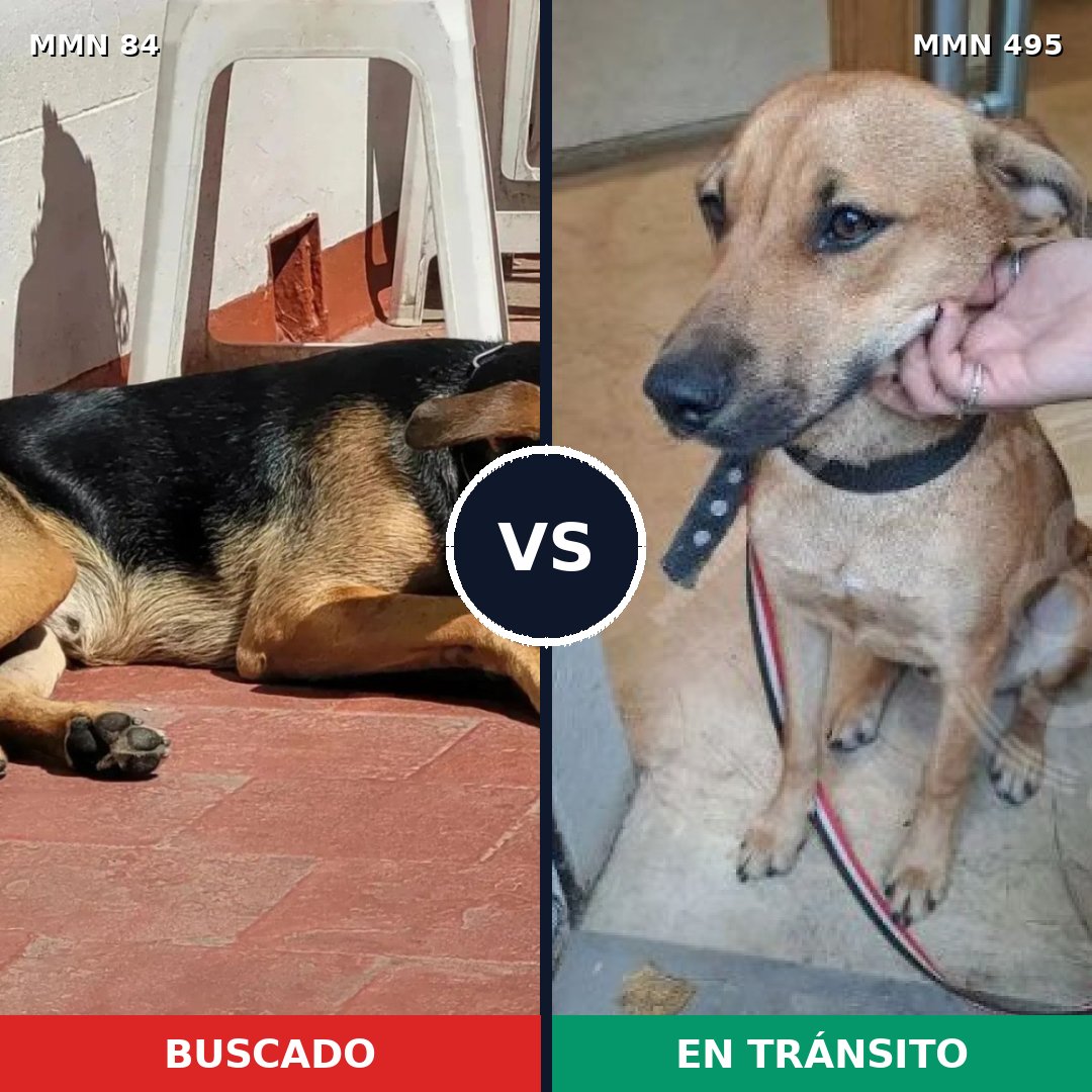 Comparativa MMS 2727: mascota perdida y mascota encontrada, 57% de similitud
