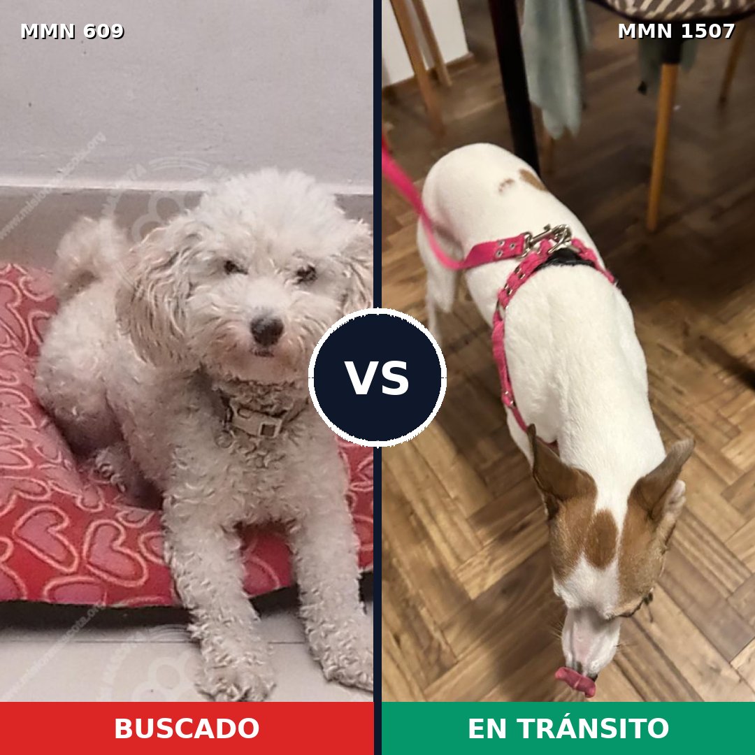 Comparativa MMS 27270: mascota perdida y mascota encontrada, 46% de similitud
