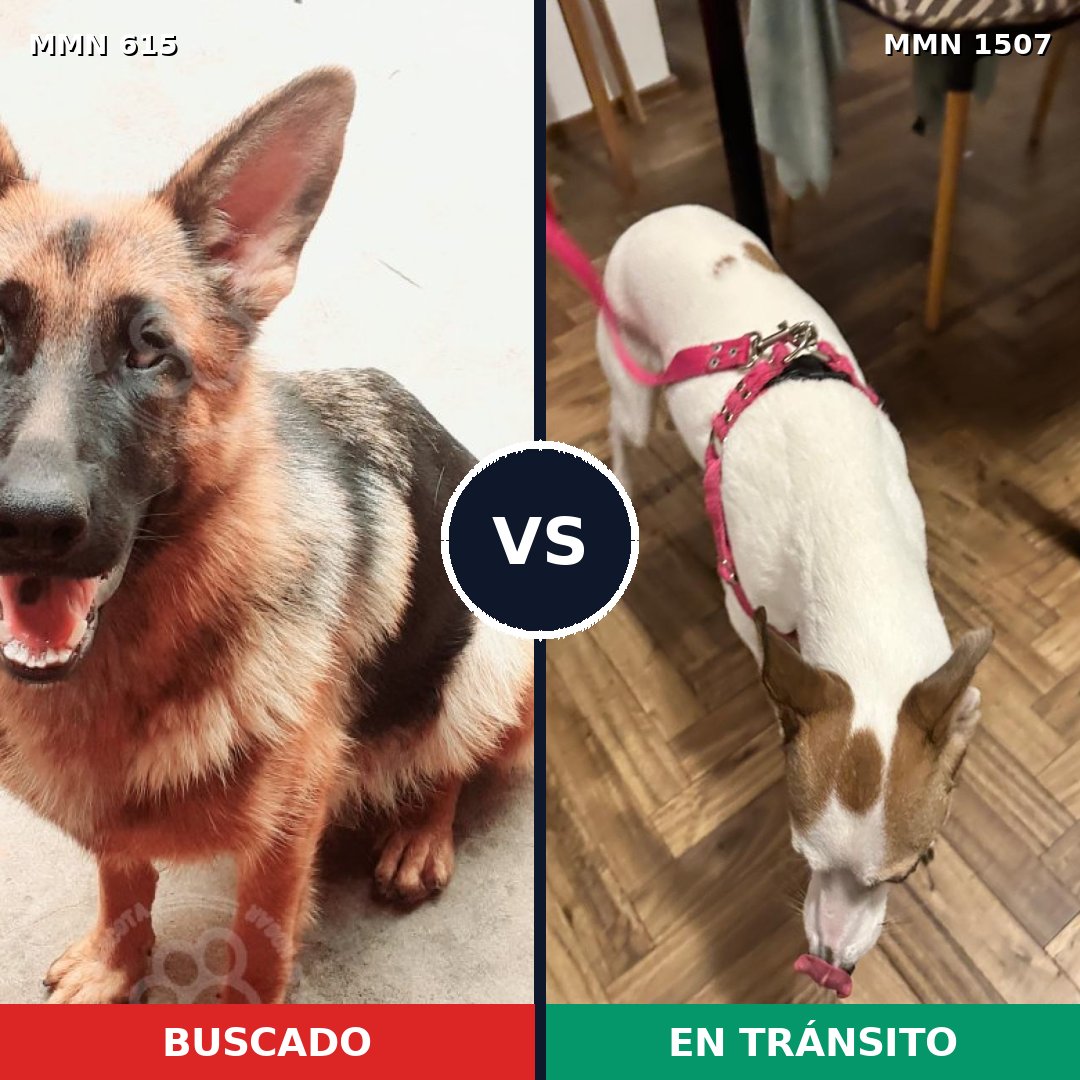 Comparativa MMS 27271: mascota perdida y mascota encontrada, 38% de similitud