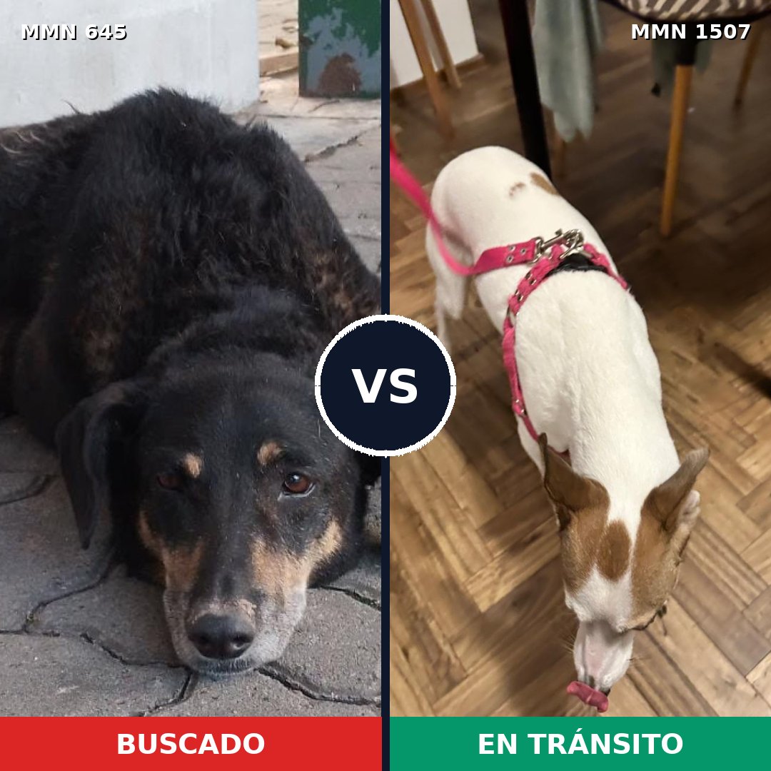 Comparativa MMS 27273: mascota perdida y mascota encontrada, 61% de similitud