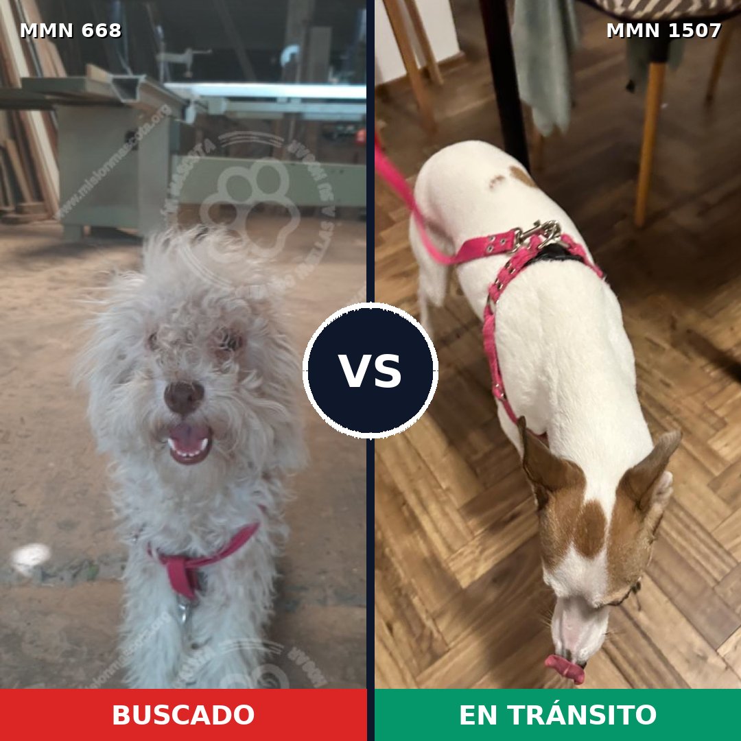Comparativa MMS 27274: mascota perdida y mascota encontrada, 51% de similitud