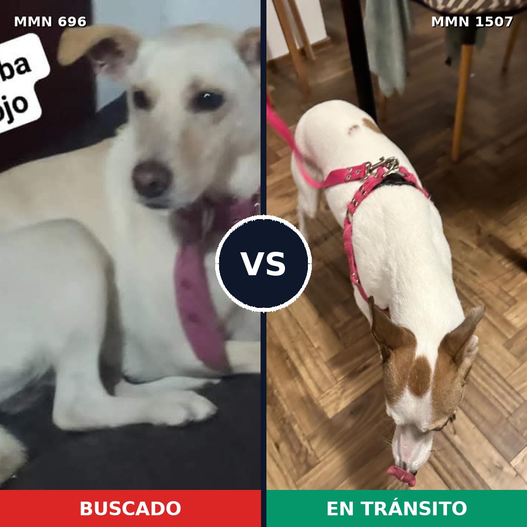 Comparativa MMS 27275: mascota perdida y mascota encontrada, 32% de similitud