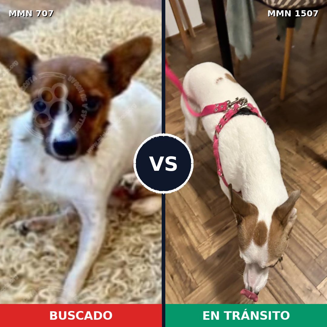 Comparativa MMS 27276: mascota perdida y mascota encontrada, 27% de similitud